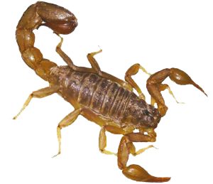 Hábitos e características dos escorpiões