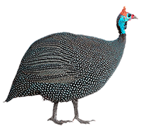 Galinha D'angola não é uma boa opção para caça de escorpiões