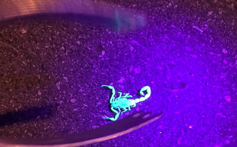 Caça de escorpião em São José e Vale do Paraíba