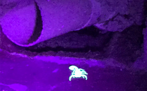 Caça de escorpião em São José e Vale do Paraíba