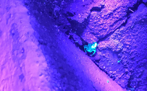 Caça de escorpião em São José e Vale do Paraíba