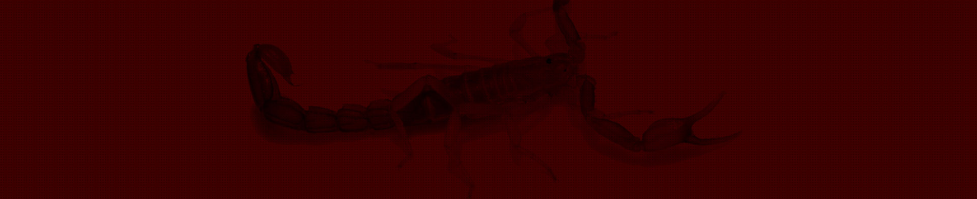 Caça de escorpião em São José e Vale do Paraíba